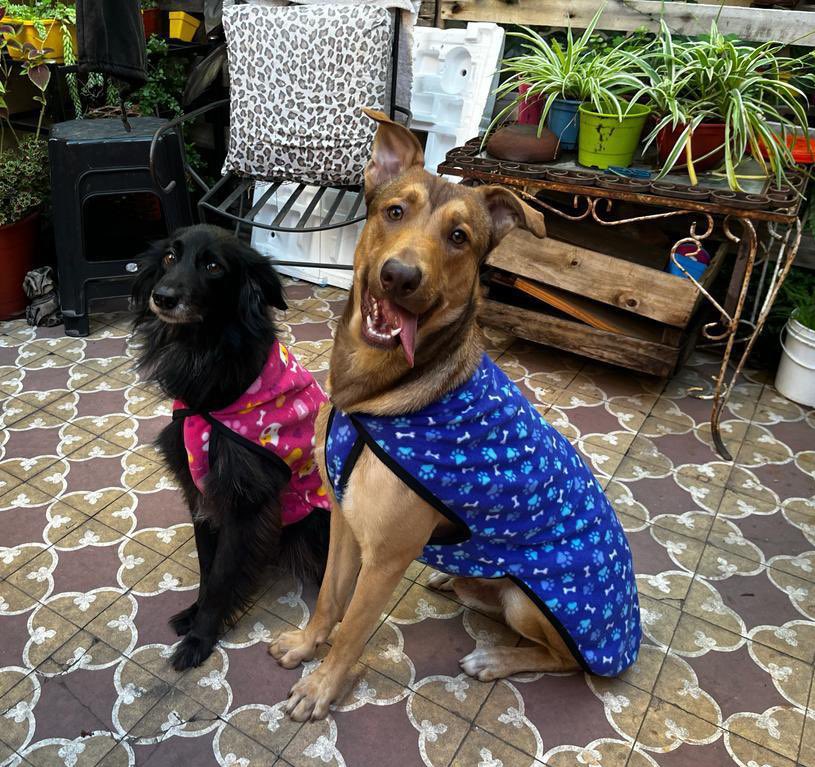 santaramonapro1's tweet photo. Estamos vendiendo abriguitos para tu perro para este invierno. Los llevamos gratis a domicilio en Capital, hay mil modelos! Con tu compra nos ayudás a seguir haciendo jornadas de castración en la villa 1-11-14 del Bajo Flores. Si difundís este flyer también nos ayudas un montón. https://t.co/PTSHW49TZN