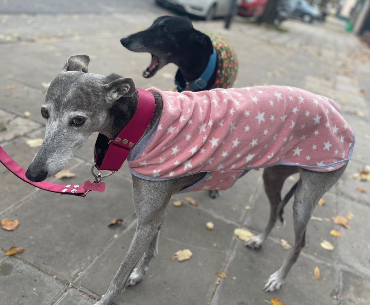 santaramonapro1's tweet photo. Estamos vendiendo abriguitos para tu perro para este invierno. Los llevamos gratis a domicilio en Capital, hay mil modelos! Con tu compra nos ayudás a seguir haciendo jornadas de castración en la villa 1-11-14 del Bajo Flores. Si difundís este flyer también nos ayudas un montón. https://t.co/PTSHW49TZN