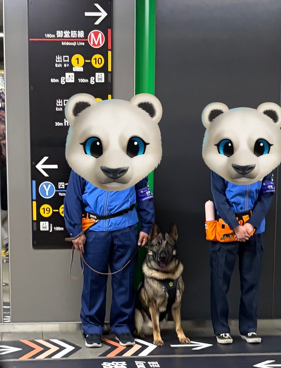 めちゃ混み混みの中央線・本町駅、毎朝のシェパードくんに癒される。 #大阪地下鉄 #中央線