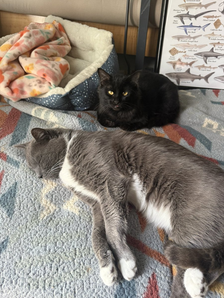 MeatloafTheHam's tweet photo. If I inch. A little bit closer. Every day. Perhaps. Soon. We will hug https://t.co/kEGwHiZ1Dx