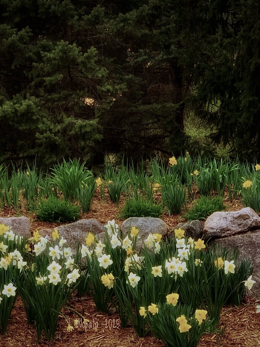 Welcome to spring in Iowa… daffodils ❤️