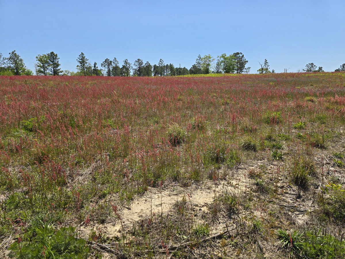 Amazing color in South Carolina today