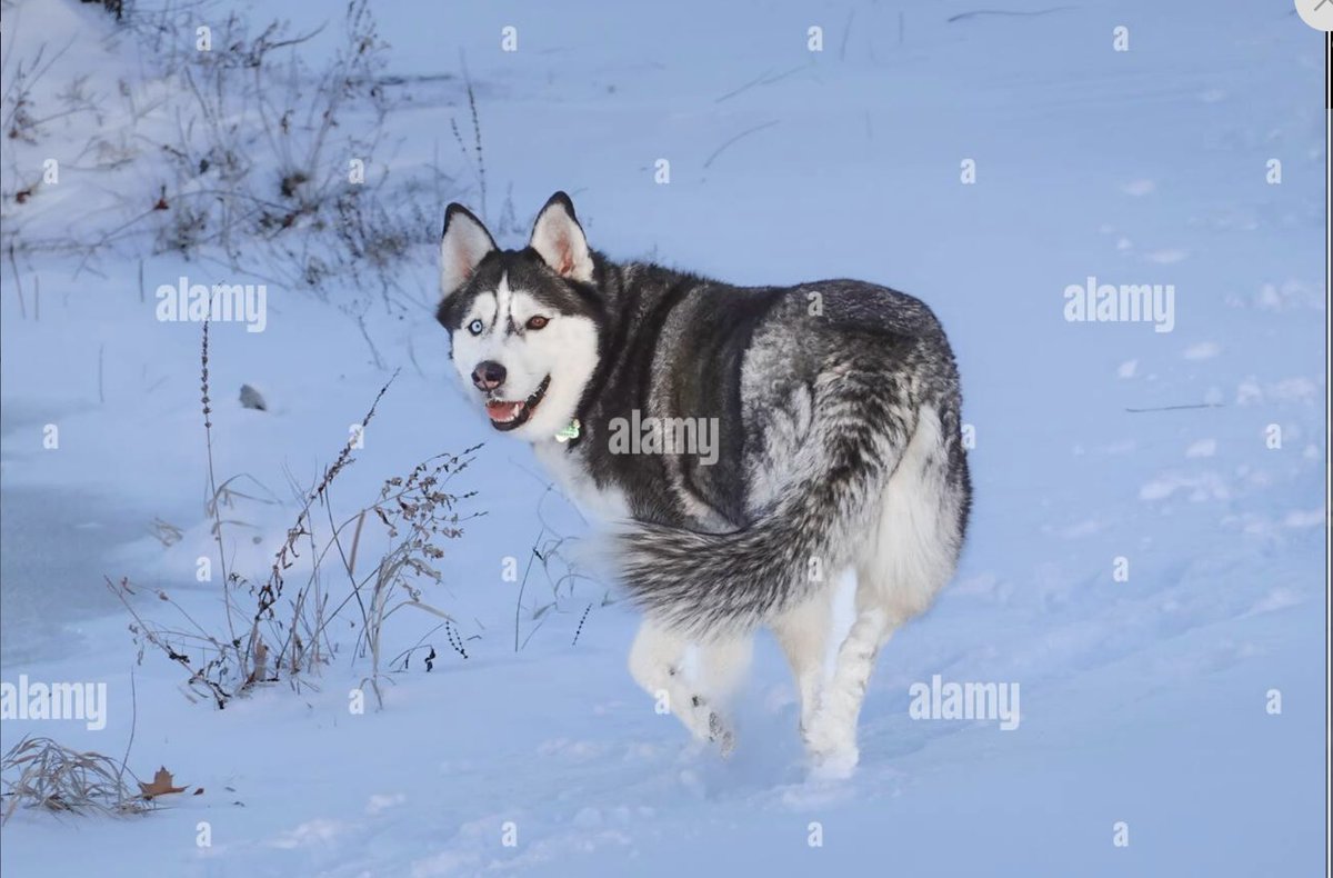 #AlamyPOTM #AlamyPets 
<a href="/AlamyContent/">Alamy Content Team</a>   
ID: 3AEP2N6
Meet Max, my 11-year-old Siberian Husky! He’s got one blue eye and one brown eye, just like UConn’s Jonathan the Husky—same age, same look, same legendary energy. We’re new to X, but Max is already stealing hearts
#Husky
#UConn