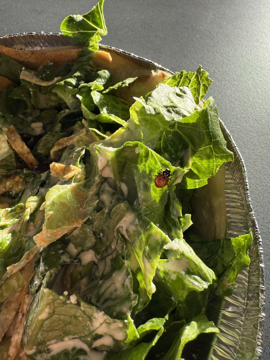 katycoll93's tweet photo. @CostaVida 🥗🐞 https://t.co/Dt9nyqBWBR