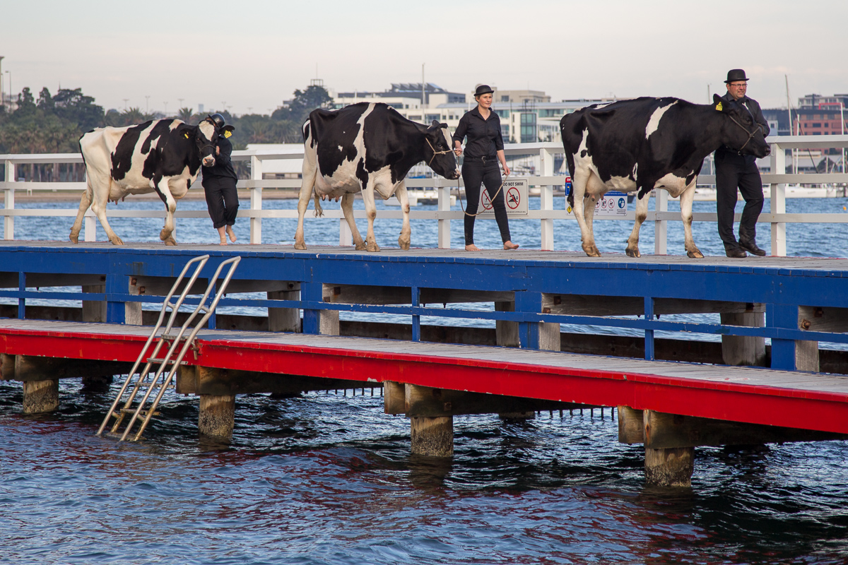 A few years ago, I put a small heard of cows in the ocean at Geelong for a photo shoot.After, they went for a stroll along the jetty to unwind..  #dairycows #cows  #geelong #installation #photoshoot #myart #surrealism