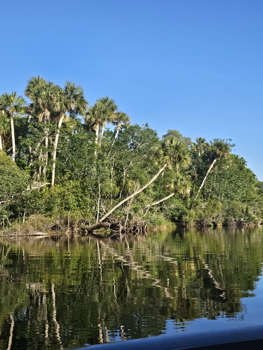 fuzzychubbywolf's tweet image. Here&apos;s a bushel of palmtrees.