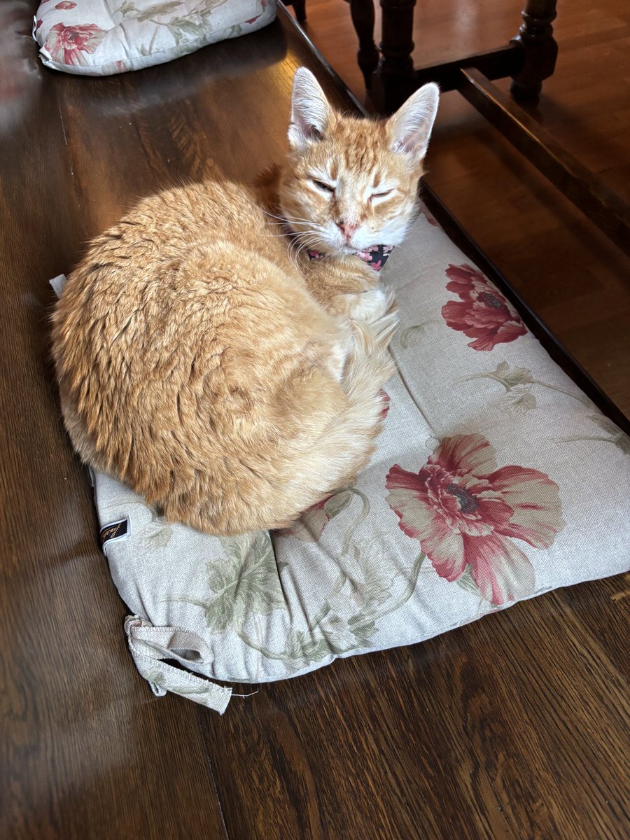 Cheddar Biscuits 🧡🧡 tweet media