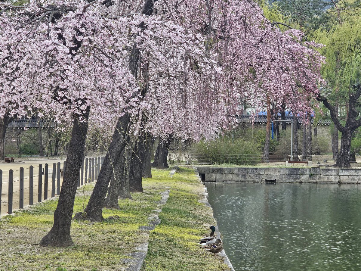 <🌸경복궁 명자꽃 필 무렵🌸>

경복궁 수정전의 빨간 명자꽃과 
경회루 연못가의 분홍 벚꽃이 
바람에 한들거리는 계절🩷

환절기 감기 조심하세요!

#경복궁 #수정전 #경회루 
#봄꽃 #명자꽃 #벚꽃 #평온