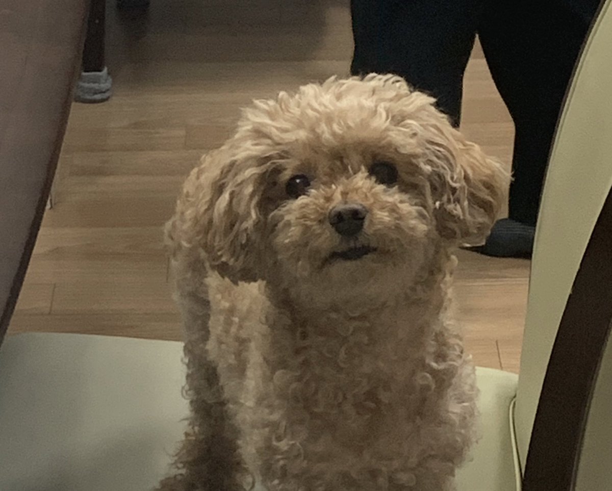 푸들 새찌 tweet media