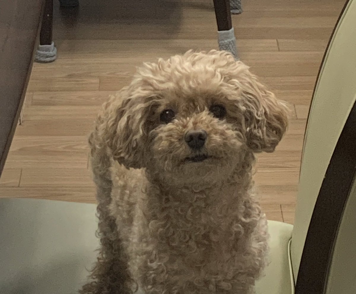 푸들 새찌 tweet media