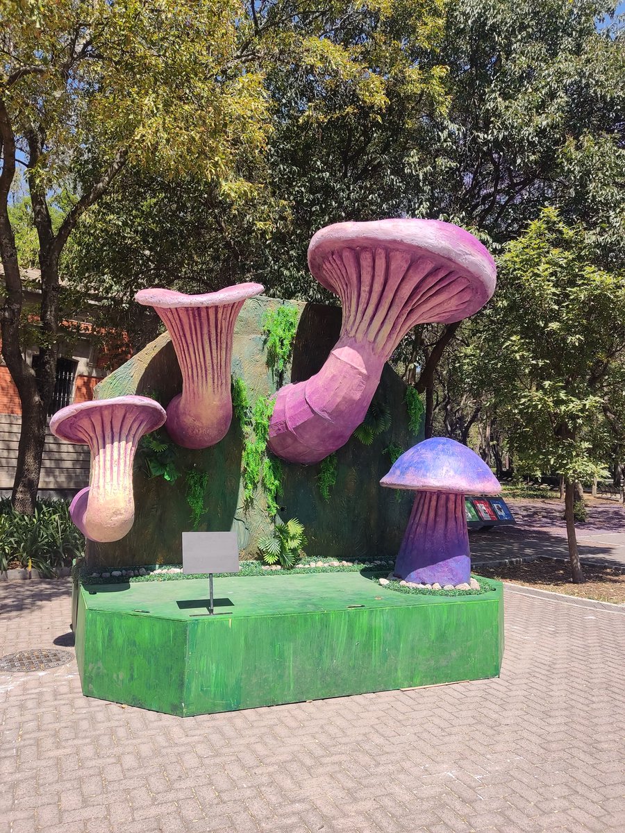 Fungi_Cosas's tweet photo. Hoy fui al recorrido exclusivo para medios de comunicación y yo, la micóloga especialista 🤓🍄, al bosque de Chapultepec, para ver los avances en los preparativos para el festival SPORA 🍄‍🟫😯 y también para ver los MACROHONGOS. 

Nomás les digo que se va a poner bueno! 🍄🍄‍🟫 https://t.co/EOqThY9qU7