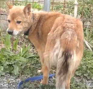 #群馬県 #桐生市 #桐生市新里町 #新里町赤城山 4/15保護
#茶白の中型犬 ♂️ 黒毛混じり #首輪あり ナスカン付 
#迷子犬 #迷い犬 #みどり市 #前橋市 #渋川市 #拡散希望 
保護主様 <a href="/ishimatsuke/">石松家（群馬県桐生市）</a> まで情報お届け下さい🙏