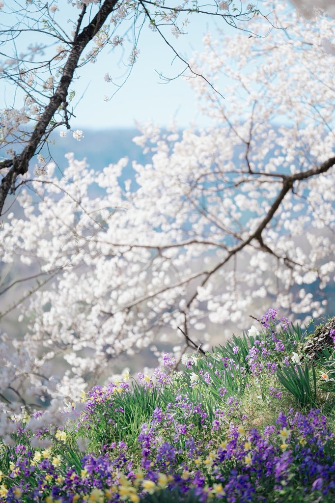s712s712's tweet photo. さくらの足元🌱

綺麗な桜の足元にも綺麗な花たちが☺️

#canon #photography #東京カメラ部 https://t.co/N509lzc4CV
