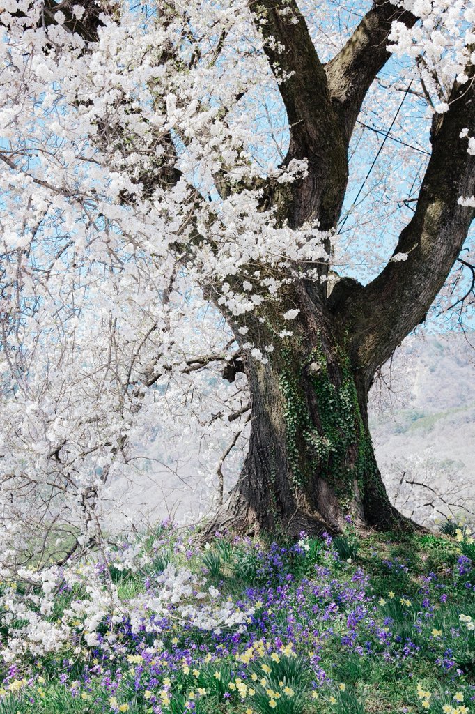 s712s712's tweet photo. さくらの足元🌱

綺麗な桜の足元にも綺麗な花たちが☺️

#canon #photography #東京カメラ部 https://t.co/N509lzc4CV