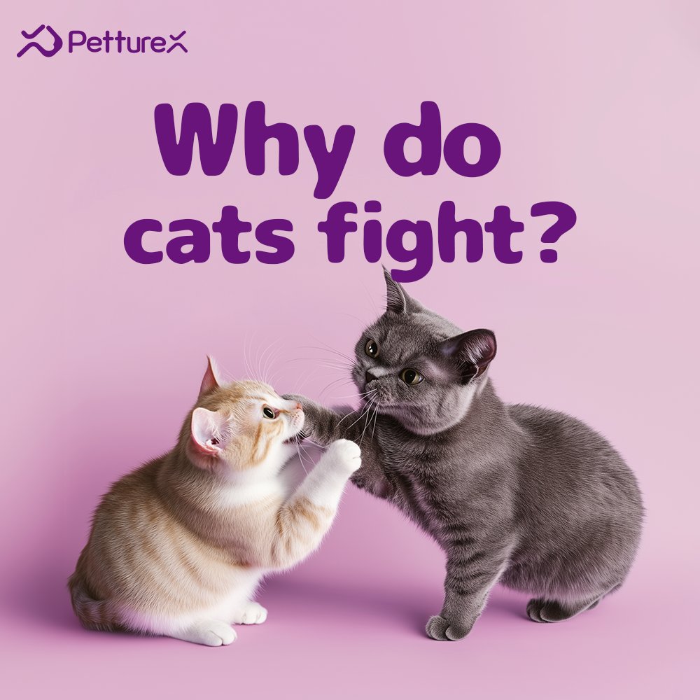 amyalice94's tweet photo. Cat fight chaos got you stressed? 🤯 
Play Fight vs Real Fight: Play = often silent, soft paws, turn-taking. Real Fight = hissing/growling, claws out, tense bodies, no breaks, potential injury. 🥊vs😹
Common Reasons: Territory disputes, status jostling, fear. 
#CatTips #CatFight https://t.co/uiloFACopq