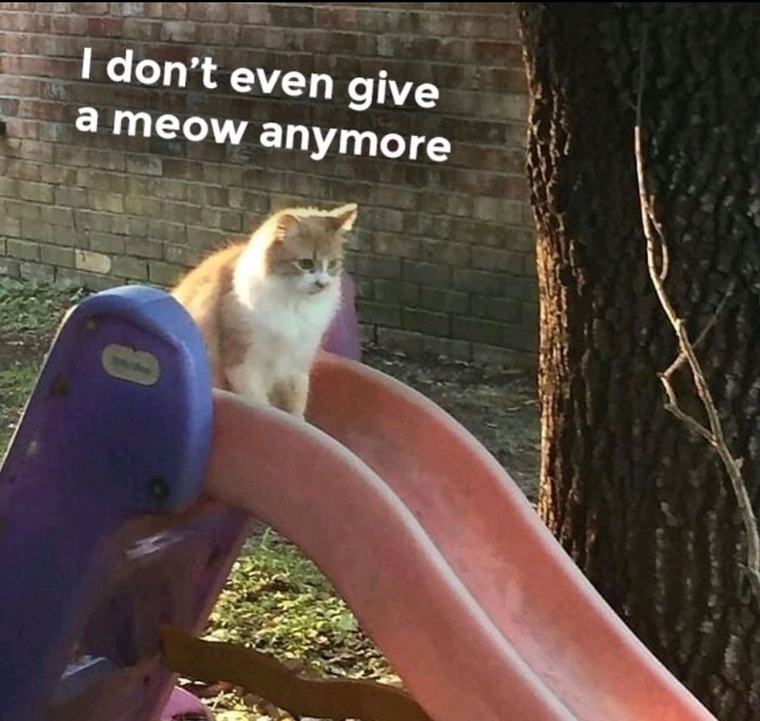 Punch Cat (@punchingcat) on Twitter photo 