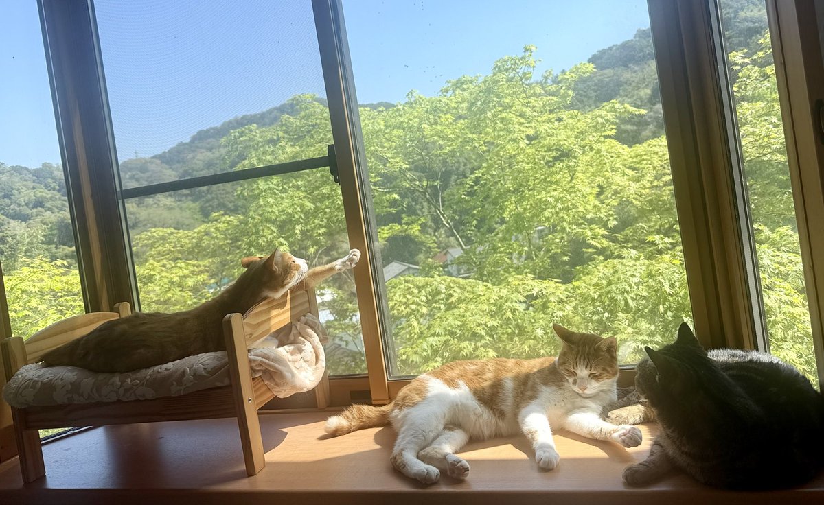 窓辺の猫 - Search / X 窓辺の猫 - Search / X