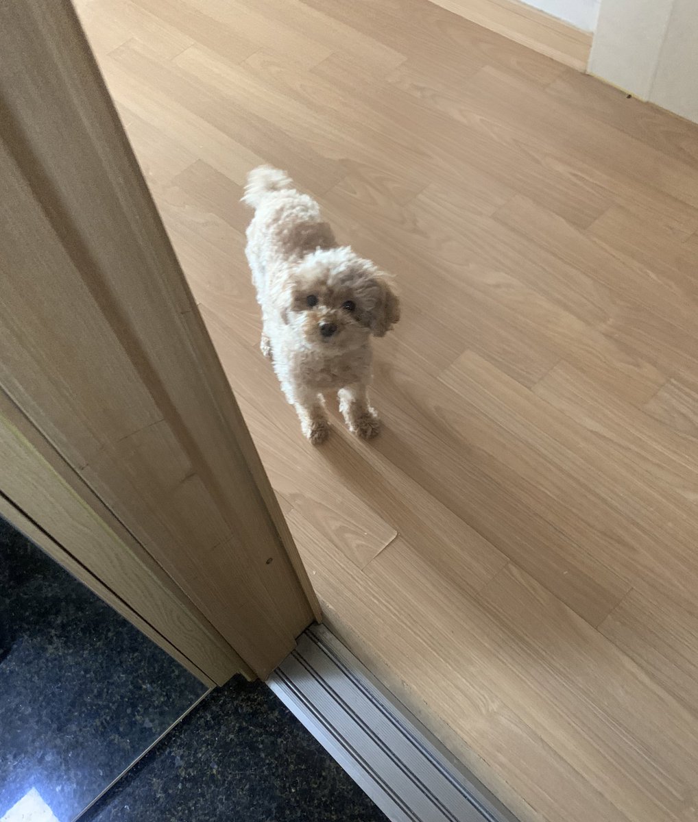 푸들 새찌 tweet media
