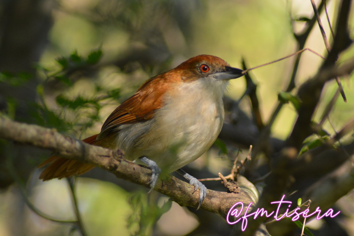 fmtisera's tweet photo. https://t.co/3LGqs6XRRs