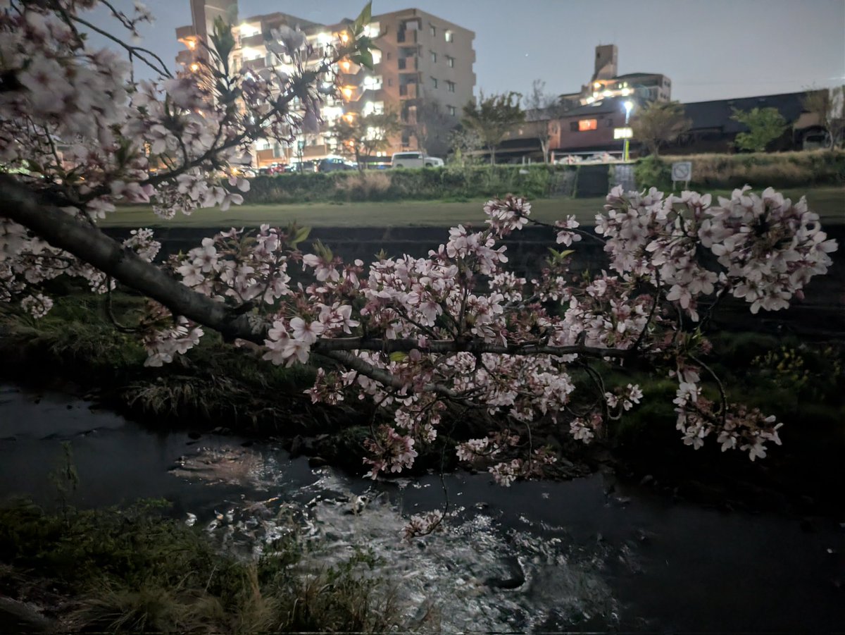 夜に行く花見最高