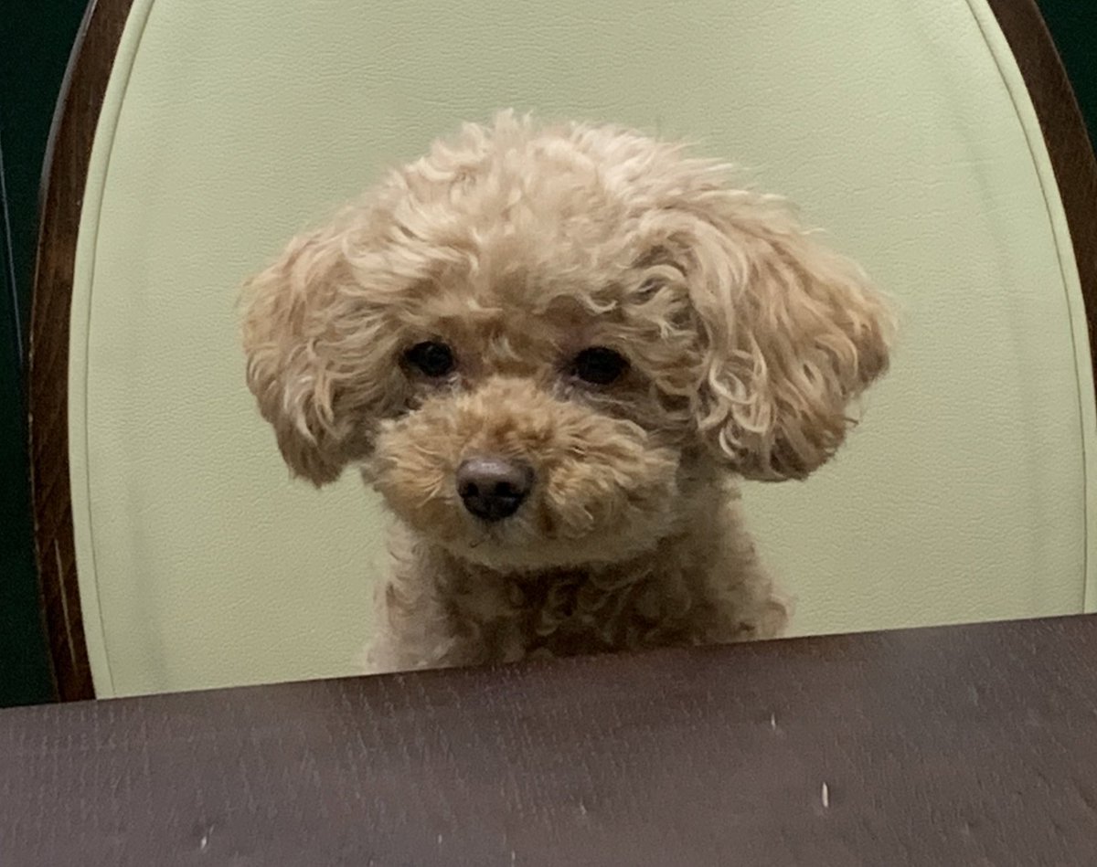 푸들 새찌 tweet media