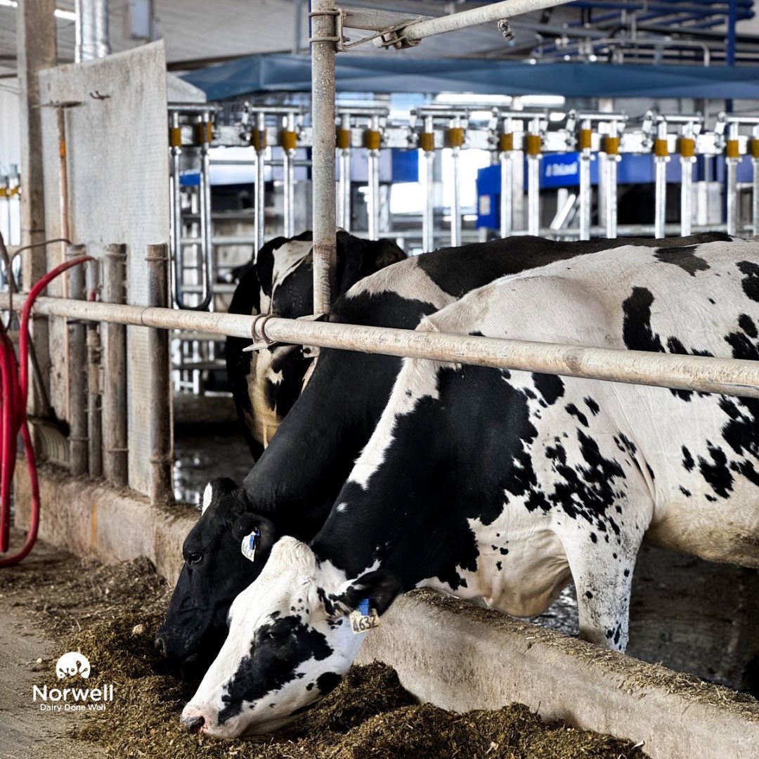 A heartfelt congratulations to the Koskamp Family at Radiant Farms on the successful start-up of four <a href="/DeLaval/">DeLaval</a> V300 robotic milking systems!

The cows are adjusting beautifully to their new guided flow system, settling into the robotic routine with ease. With the DeLaval