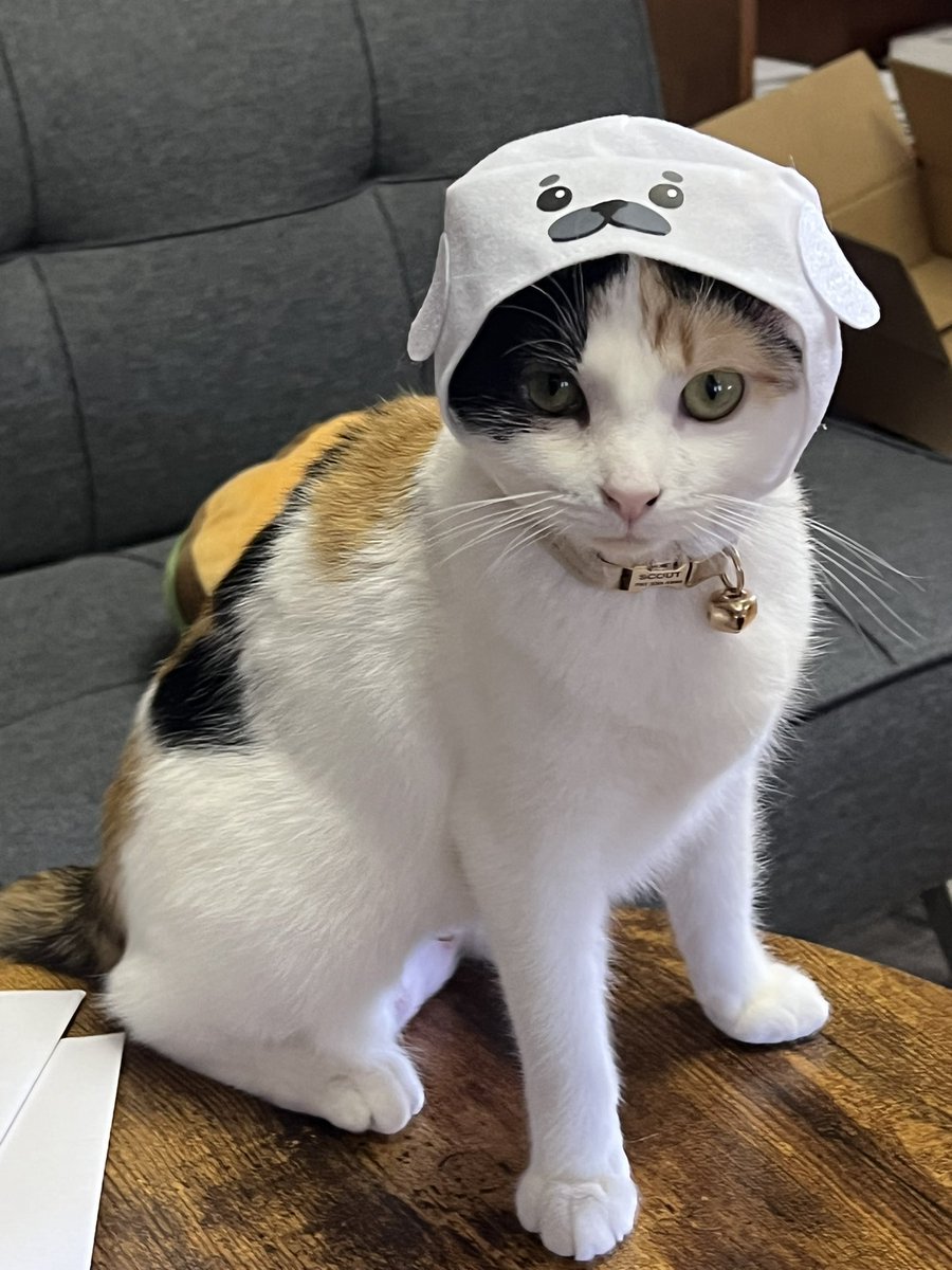 Kichiku Neko 鬼畜猫 (@Kichiku_Neko) / Posts / X