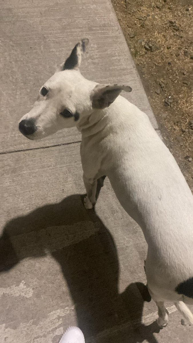 perrita la abandonaron en la calle esta en su primer celo tiene muchos perros detrás de ella necesito operarla, lamentablemente no cuento con la ayuda de nadie
Si alguien le gustaría adoptarla
Está en renca
Si les gustaría ayudarme
20.144.895-6
Cuenta rut
Kimberly otarola