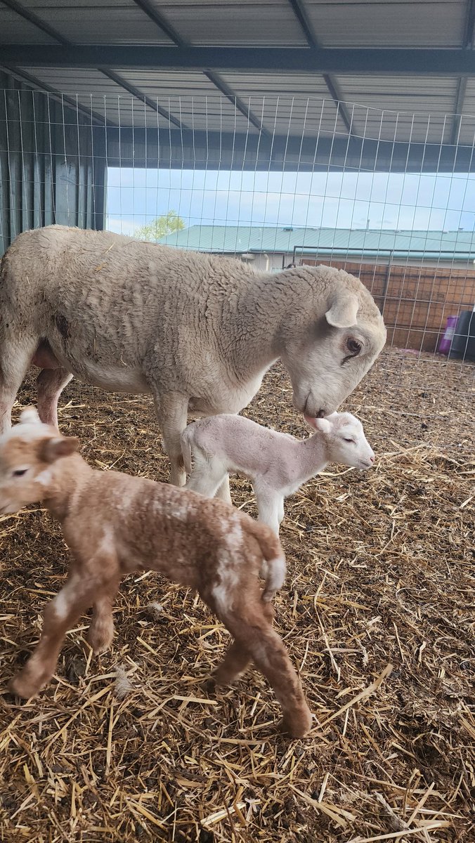 StarPost_Farm's tweet photo. Officially done with lambing season yay, last born are 2 rams🎉 https://t.co/Vp53l311dE