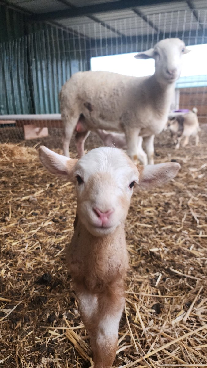 StarPost_Farm's tweet photo. Lambing season coming to a close, 100% success with no losses 15 ewes, had 24 lambs (16 ewes 8 rams) YAY🎉🐑🇺🇲 https://t.co/QVo6Kq9g1Y