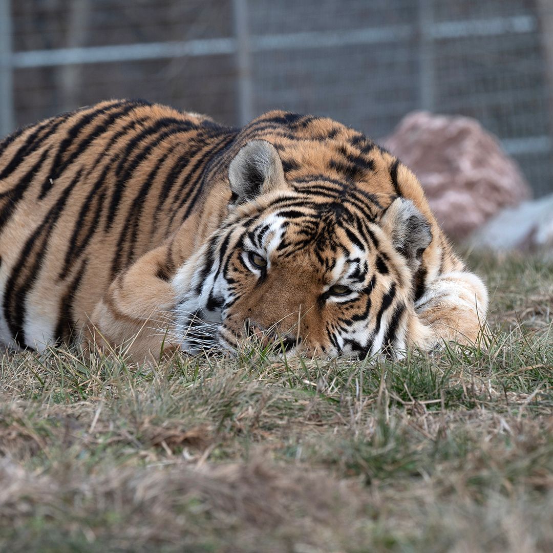 turpentinecreek's tweet photo. Good night, friends! Jasmine III has settled in for a long, cozy nap.

#tiger #tigers #bigcats #jasmine #TCWR #TurpentineCreek #GFAS #GlobalFederationAnimalSanctuaries #RescueToRefuge  #Sanctuary #BigCat #Cats #refuge #goodnight #night #nightynite #nitenite #sleeptite #gnite #restwell #goodevening #evening
