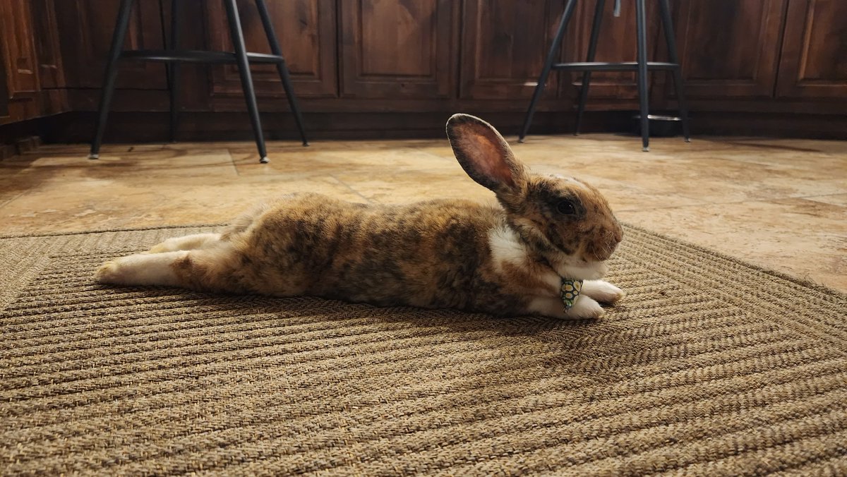 StarPost_Farm's tweet photo. Clover helping me in the kitchen and probably wondering when are her treats coming. 🐇😋🍀🥬🌱 https://t.co/z4NggLGDQs