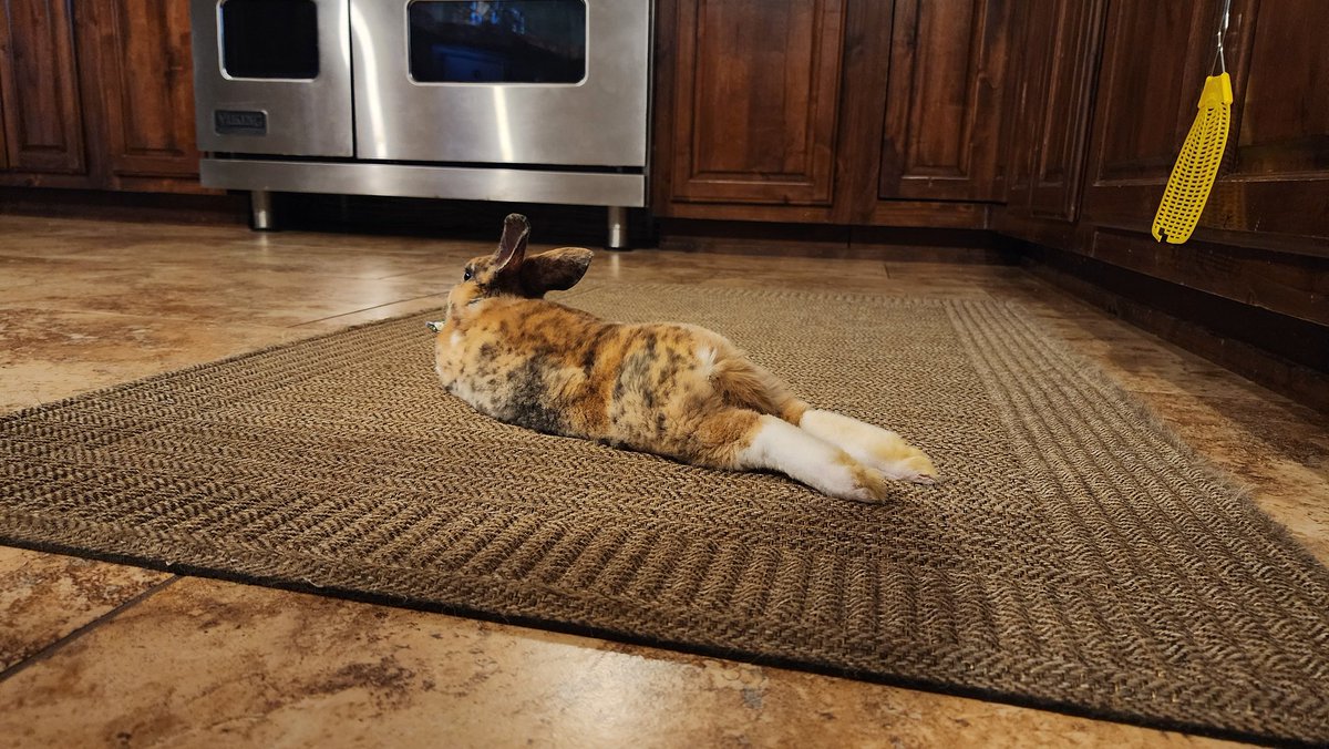 StarPost_Farm's tweet photo. Clover helping me in the kitchen and probably wondering when are her treats coming. 🐇😋🍀🥬🌱 https://t.co/z4NggLGDQs