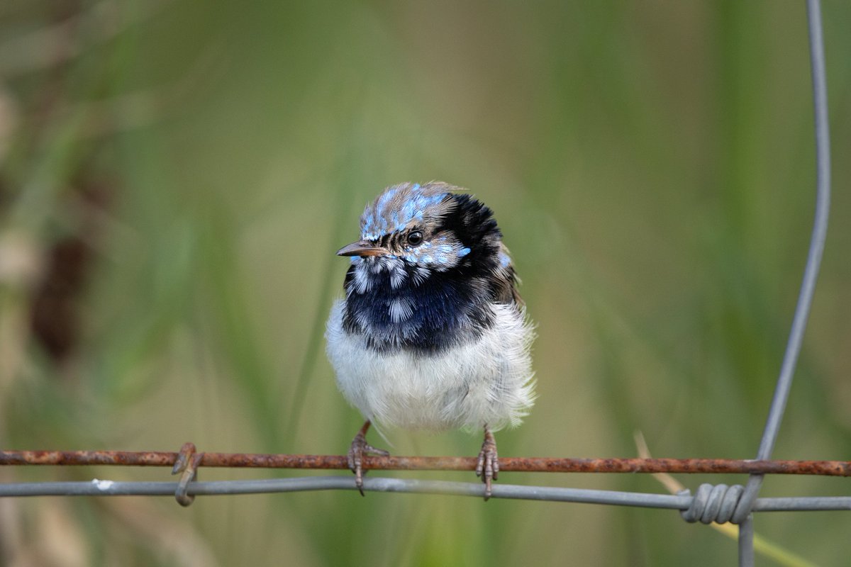 hello_zander's tweet photo. Little bird gave me... the bird https://t.co/ik6ievBsSu