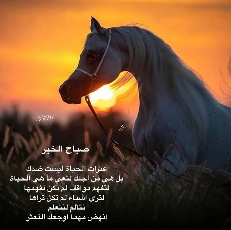 "عند مطلع الفجر 
ارزُقنا السكِينة والأُنس بك
واجعل الدُنيا أخَف
على قلوبِناوأن نأمَن نأمن يارب.
واسكب في هذا القلب سكينةً لا يقلق بعدها أبدًا، 
وطمئنهُ مثلما يفعل الفجر في صدور المتعبين.ياااالله."🤲🏻🕊️🌿
#صباح_الخير