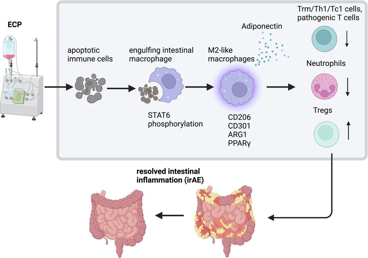 Signal Transduction and Targeted Therapy(STTT) (@sigtrans_sttt) on Twitter photo #STTT:We invited <a href="/DrRobinReschke/">Robin Reschke</a> the latest research Braun, L. M. et al. Adiponectin reduces immune checkpoint inhibitor-induced inflammation without blocking anti-tumor immunity. Cancer Cell 43, 269–291.e19 (2025)
doi.org/10.1038/s41392…
#cancer #immunity #STTT:We invited <a href="/DrRobinReschke/">Robin Reschke</a> the latest research Braun, L. M. et al. Adiponectin reduces immune checkpoint inhibitor-induced inflammation without blocking anti-tumor immunity. Cancer Cell 43, 269–291.e19 (2025)
doi.org/10.1038/s41392…
#cancer #immunity