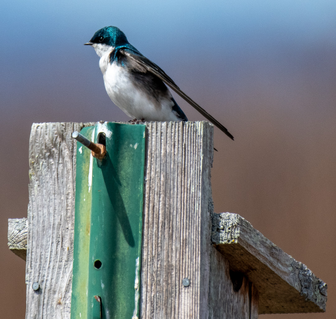 madsurf19's tweet photo. A "rare" photo of a Tree Swallow, sitting still. Columbia County, NY #nikonphotography #springbirdmigration #birdsoftwitter https://t.co/MlpzKtlsvp