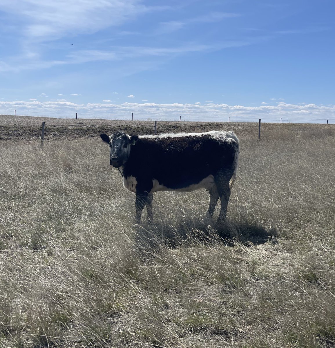 Bought myself a herd marker