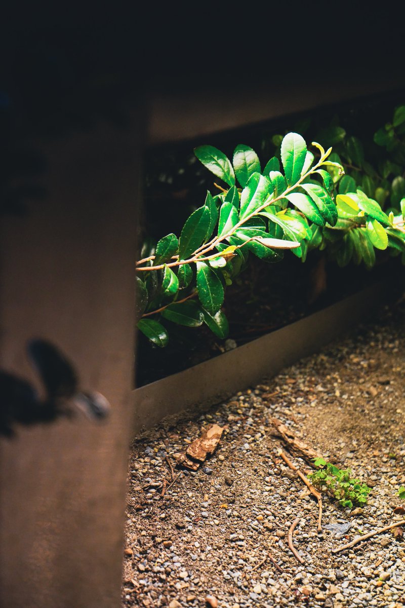 neoncvg's tweet photo. 🌱

Camera : SONY α7 III

#キリトリセカイ #photo
#SonyAlpha #a7III #sony
#東京カメラ部 #photography 
#写真好きな人と繋がりたい
#カメラ好きな人と繋がりたい
#ファインダー越しの私の世界 https://t.co/BIu4CpJrRk