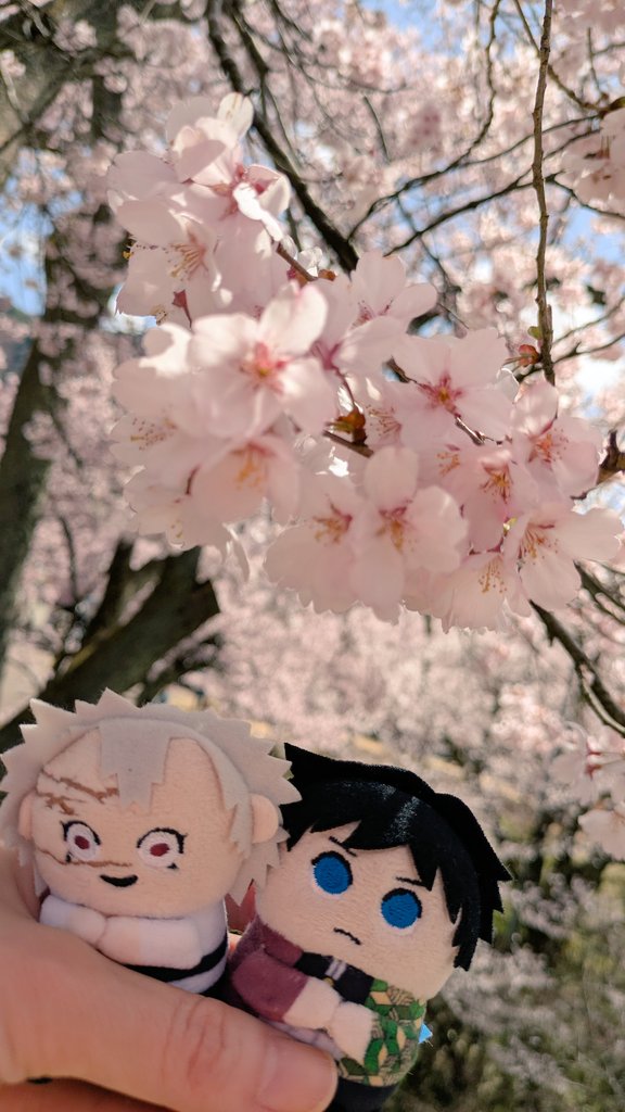 「高遠の桜を昨日日帰りツアーで見に行ってきたのですが満開で最高でした天気も良くて風」|藤城😈のイラスト