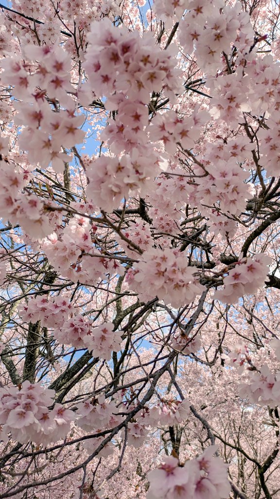 「高遠の桜を昨日日帰りツアーで見に行ってきたのですが満開で最高でした天気も良くて風」|藤城😈のイラスト