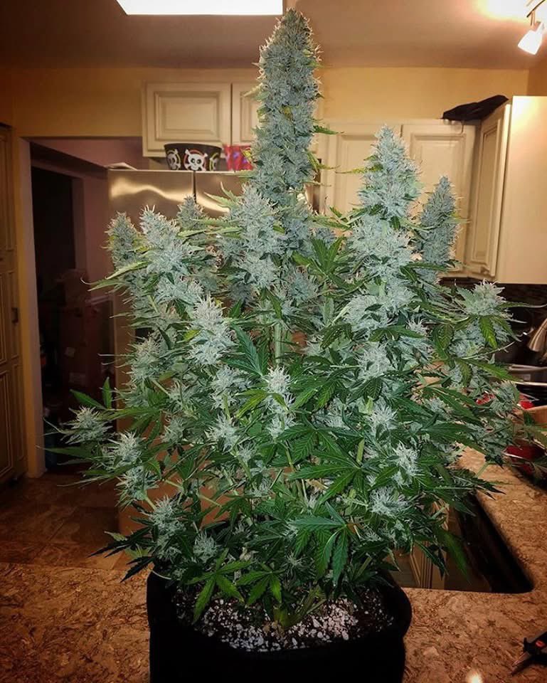 OGRascalGas's tweet image. Nature😎