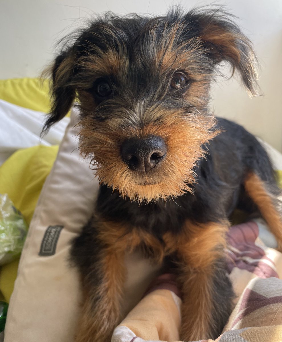 Blanquita Montt tweet media