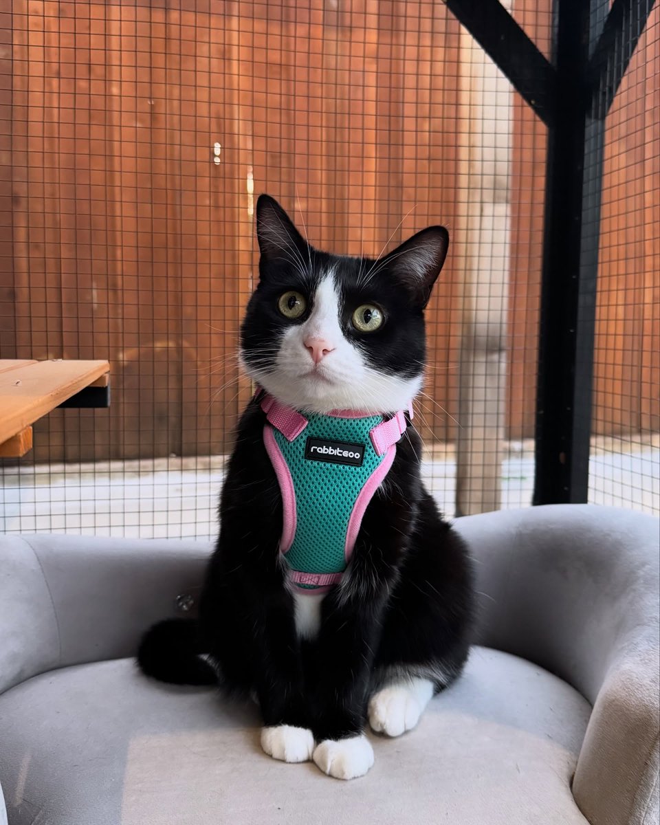 RabbitgooM's tweet photo. “Soft pastels, soft paws 🌸 Spring walks made better with my favorite harness.” @lifewithwinty
#rabbitgoo #RGcommunity #rabbitgoopets #Cat https://t.co/sU75YYiCsk