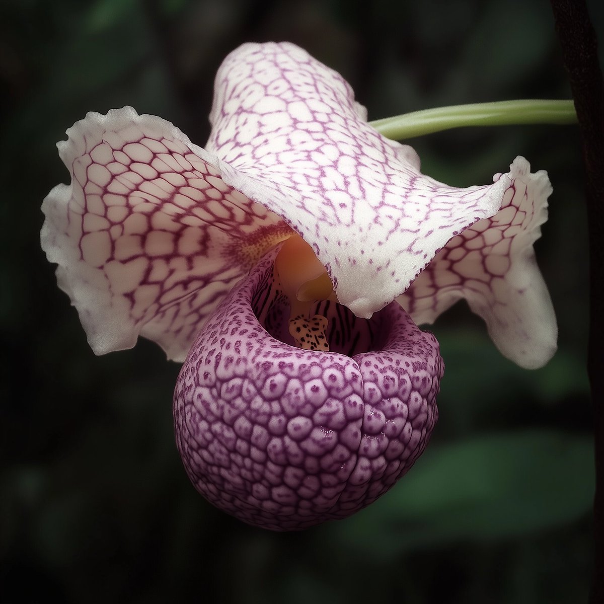 dbug_lc's tweet image. brain n&apos; hat #blender #blenderNodes #AI #photo #art