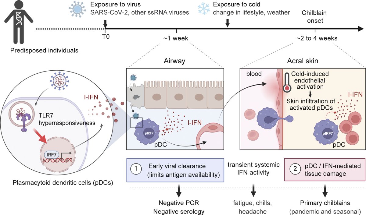 Waggoner Lab (@labwaggoner) on Twitter photo Enhanced TLR7-dependent production of type I interferon by pDCs underlies pandemic chilblains <a href="/JExpMed/">Journal of Experimental Medicine</a> <a href="/casanova_lab/">Casanova Lab</a> <a href="/MGilliet/">Michel Gilliet</a> <a href="/AhmadYatim_/">Ahmad Yatim</a> rupress.org/jem/article/22⦠Enhanced TLR7-dependent production of type I interferon by pDCs underlies pandemic chilblains <a href="/JExpMed/">Journal of Experimental Medicine</a> <a href="/casanova_lab/">Casanova Lab</a> <a href="/MGilliet/">Michel Gilliet</a> <a href="/AhmadYatim_/">Ahmad Yatim</a> rupress.org/jem/article/22ā¦
