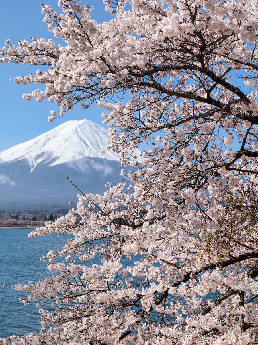 kritayuga's tweet photo. 絢爛豪華
Lake Kawaguchi
20250414 https://t.co/wRjEqY0eEB