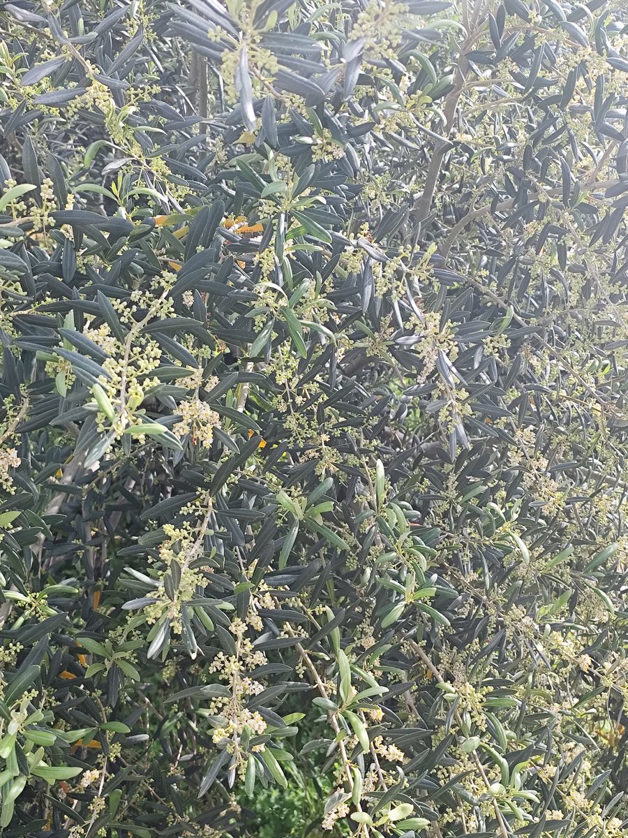 LA "TRAMA" DEL OLIVO
Con la primavera, comienzan los botones florales que se convertirán en flor, y finalmente en las aceitunas de la próxima campaña. ¡Qué alegría ver los olivos así!
¿Cómo se encuentra la trama en tu zona? #aloreñademalaga #dop #primavera #olivar