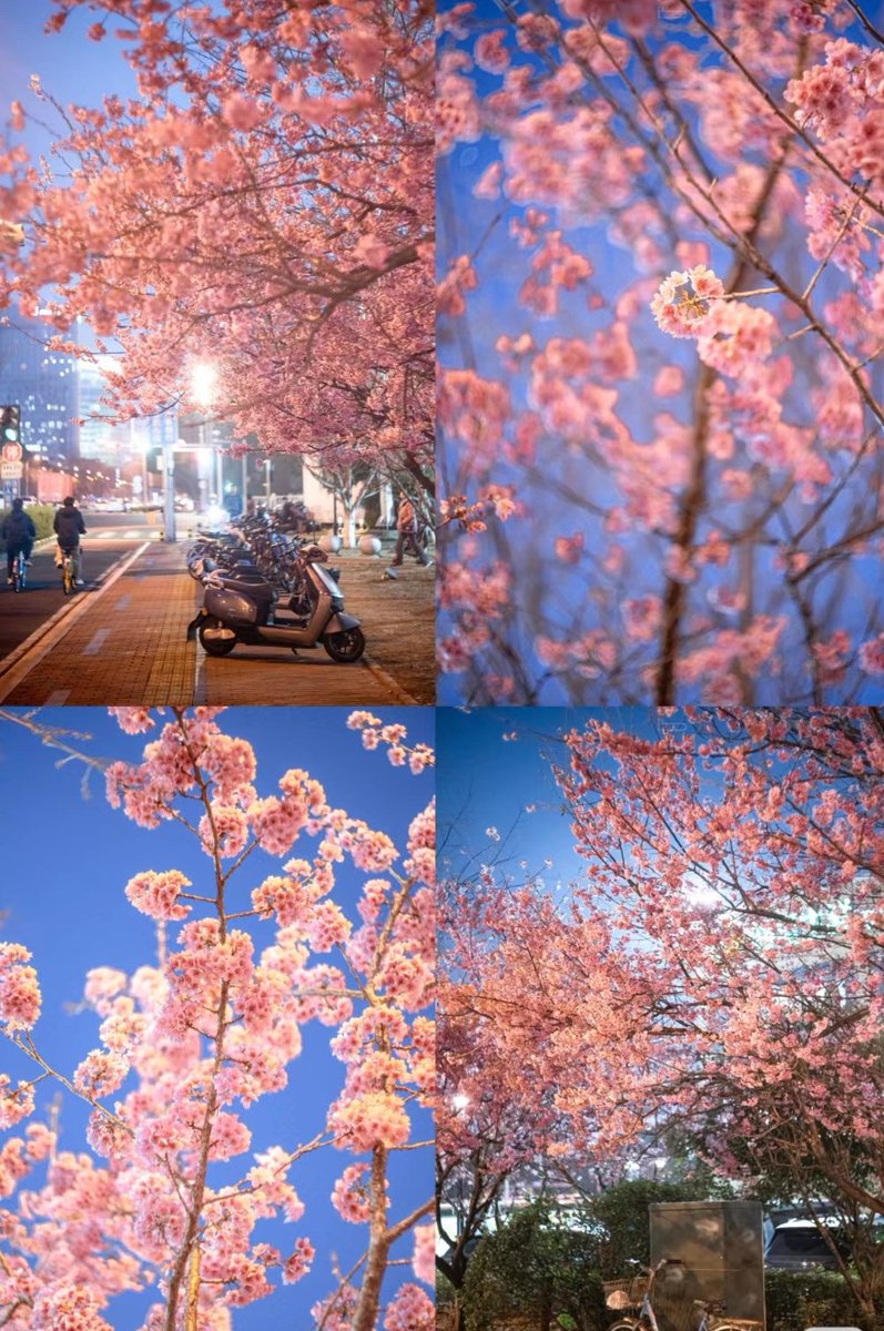 ailuqiao123's tweet image. Spring sends its greetings with cherry blossoms in full bloom. Along the street, pink petals like clouds. Every glance is a glimpse of ethereal charm.
#CherryBlossoms #SpringScenery #NaturalBeauty