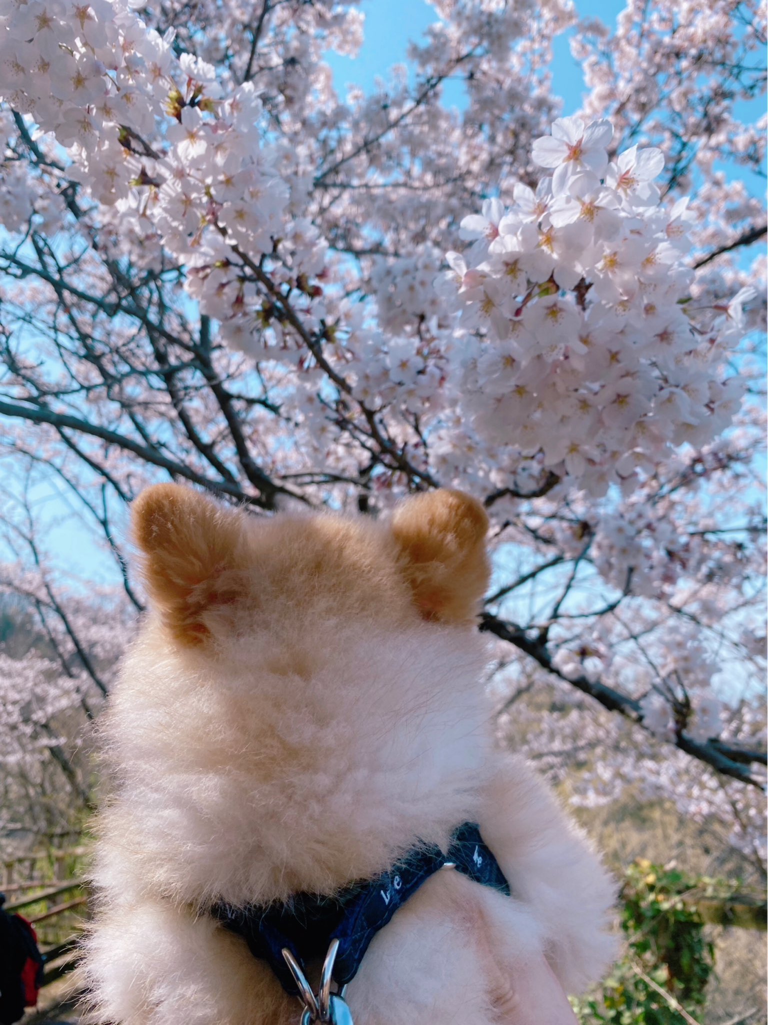 ポメラニアンこまめ (@gfPaOgtThRvy6QP) / X